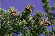 Edible Pinyon Pine