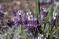 Branched Tidy-lupine