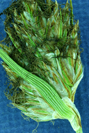 Carex douglasii