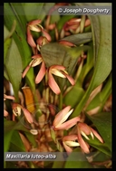Maxillaria luteo-alba