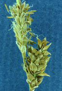 Carex lenticularis var. lipocarpa