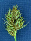Carex straminiformis