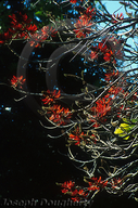 Erythrina coralloides