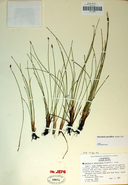 Eleocharis quinqueflora