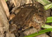 Leptodactylus wagneri