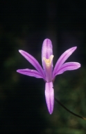 Narrow-flowered Brodiaea