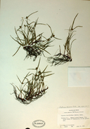 Kyllinga brevifolia