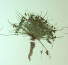 Lipocarpha micrantha