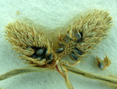 Lipocarpha occidentalis