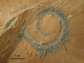 Helicoprion nevadensis