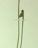 Schoenoplectus mucronatus