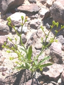 Chorizanthe brevicornu