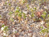 Cryptantha micrantha