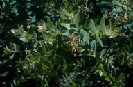 Arctostaphylos andersonii