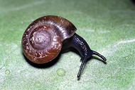 Waxy Glass-snail