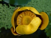 Nuphar variegata Dur. (=Nuphar lutea ssp. variegata (Dur.) E.O. Beal) grand nénuphar jaune [yellow pondlily]