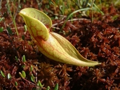 Sarracenia purpurea ssp. purpurea L. sarracénie pourpre [Northern pitcher plant]