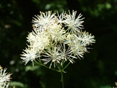 Thalictrum pubescens Pursh. pigamon pubescent [Tall meadow-rue]