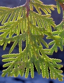 Thuja occidentalis L. thuya occidental [Eastern white cedar]