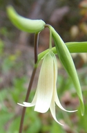 Uvularia sessilifolia