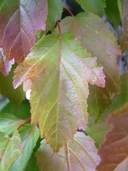 Acer tataricum ssp. aidzuense