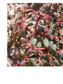 Euphorbia fendleri