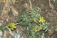 Lomatium parvifolium