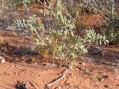 Astragalus geyeri var. triquetrus