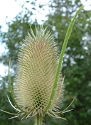 Dipsacus fullonum ssp. sylvestris
