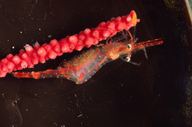 Slenderbeak Coastal Shrimp