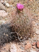 Johnson Barrel Cactus
