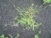 Setaria viridis