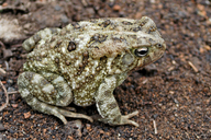 Egyptian Toad