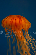 Red Crysora Jellyfish