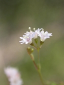 Boerhavia triquetra