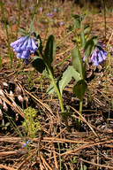 Long-flowered Bluebells
