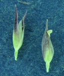 Agrostis variabilis