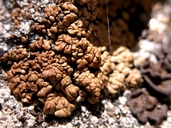 Tuckerman's Fishscale Lichen