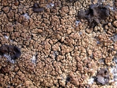 Acarospora bullata