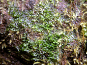 Riccardia latifrons