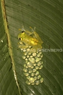 La Palma Glassfrog