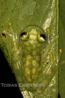 Hyalinobatrachium valerioi