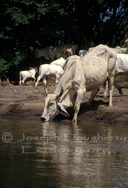 Tropical brahma bull drinking along a shallow, silt-filled rainforest river.