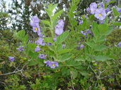 Solanum wallacei