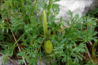 Papaver alpinum ssp. ernesti-mayeri