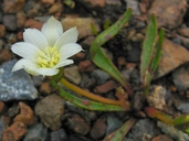 Lewisia pygmaea var. nevadensis