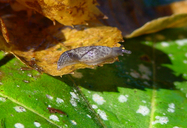 Salamander Slug