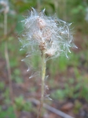 Antennaria howellii ssp. canadensis