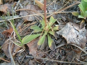 Antennaria howellii ssp. canadensis