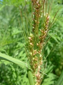 Echinochloa muricata var. muricata (Beauv.) Fern. échinochloa piquant [prickly barnyard grass]